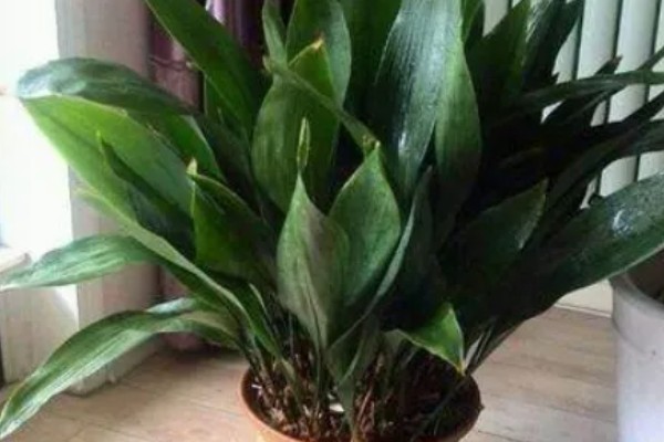 怎么养一叶兰，生长期要保持充足的水分