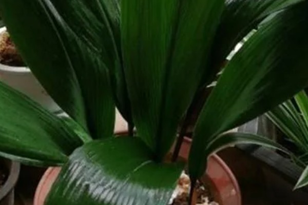 怎么养一叶兰，生长期要保持充足的水分