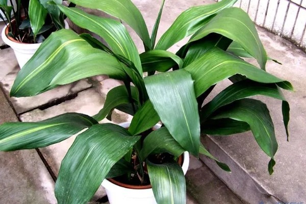 怎么养一叶兰，生长期要保持充足的水分