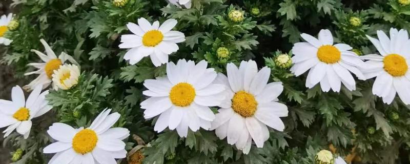 白晶菊和大滨菊有什么区别,株型、花期、花朵等方面都不同