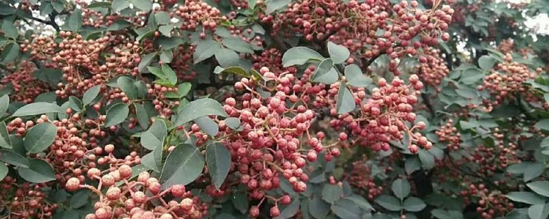 南强一号花椒苗的特点，有很强的耐旱能力