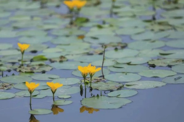 荇菜是不是铜钱草，属于龙胆科水生草本植物