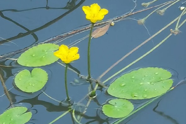 荇菜是不是铜钱草，属于龙胆科水生草本植物