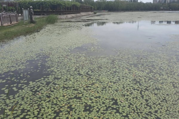 荇菜是不是铜钱草，属于龙胆科水生草本植物