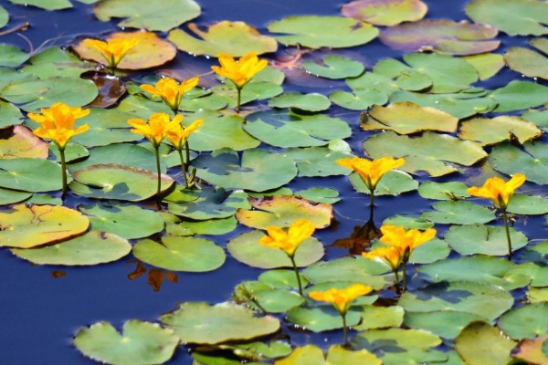 荇菜是不是铜钱草，属于龙胆科水生草本植物