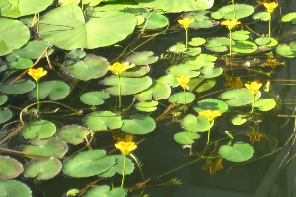 荇菜是不是铜钱草，属于龙胆科水生草本植物