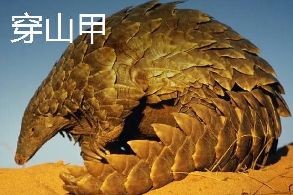 穿山甲与食蚁兽有什么区别，前者属于穿山甲科、后者属于食蚁兽科