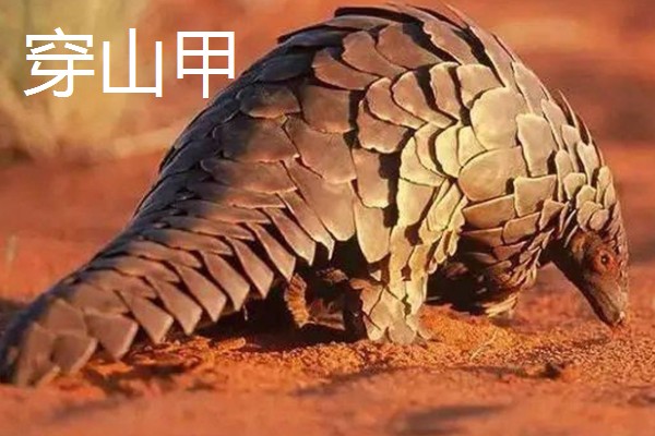 穿山甲与食蚁兽有什么区别，前者属于穿山甲科、后者属于食蚁兽科