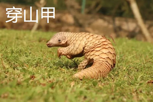 穿山甲与食蚁兽有什么区别，前者属于穿山甲科、后者属于食蚁兽科