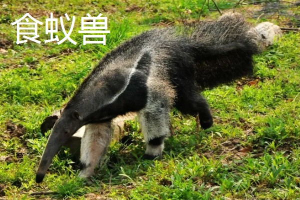 穿山甲与食蚁兽有什么区别，前者属于穿山甲科、后者属于食蚁兽科