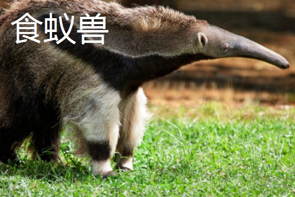 穿山甲与食蚁兽有什么区别，前者属于穿山甲科、后者属于食蚁兽科
