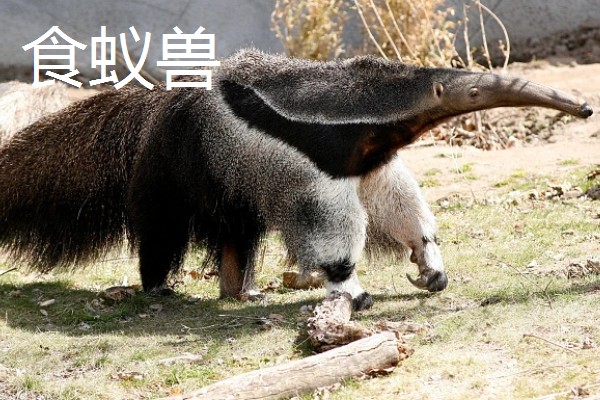 穿山甲与食蚁兽有什么区别，前者属于穿山甲科、后者属于食蚁兽科