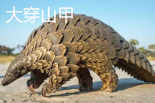 穿山甲与食蚁兽有什么区别，前者属于穿山甲科、后者属于食蚁兽科