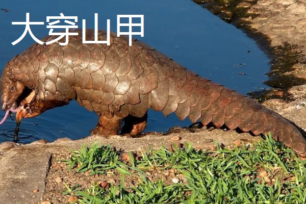 穿山甲与食蚁兽有什么区别，前者属于穿山甲科、后者属于食蚁兽科