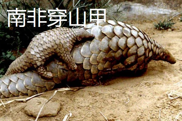 穿山甲与食蚁兽有什么区别，前者属于穿山甲科、后者属于食蚁兽科