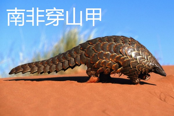 穿山甲与食蚁兽有什么区别，前者属于穿山甲科、后者属于食蚁兽科