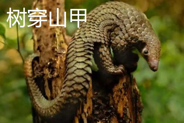 穿山甲与食蚁兽有什么区别，前者属于穿山甲科、后者属于食蚁兽科