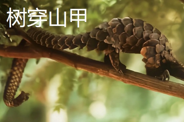 穿山甲与食蚁兽有什么区别，前者属于穿山甲科、后者属于食蚁兽科