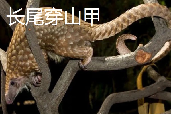 穿山甲与食蚁兽有什么区别，前者属于穿山甲科、后者属于食蚁兽科