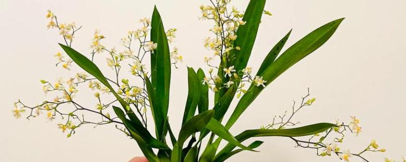 香兰的开放次数，一年开一次花