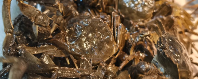 河蟹吃什么食物，吃浮游生物、动物腐尸、蠕虫等