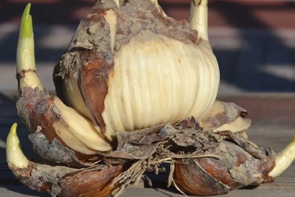 如何水培水仙花,建议选择健康饱满扁平型状的品种