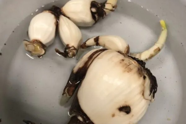 如何水培水仙花,建议选择健康饱满扁平型状的品种