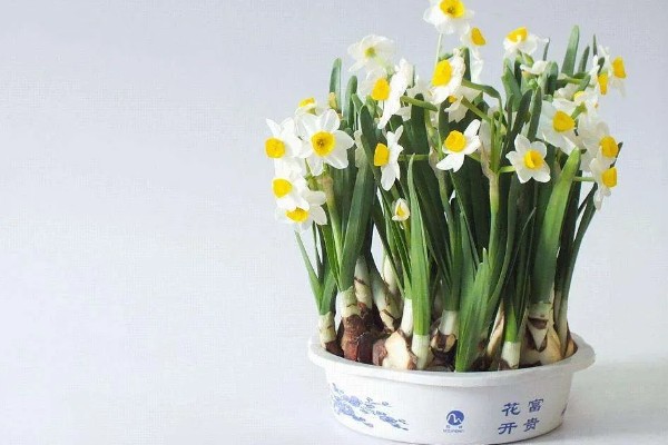 如何水培水仙花,建议选择健康饱满扁平型状的品种
