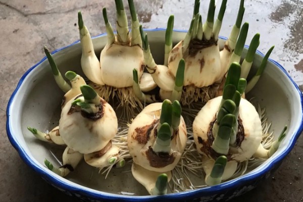 如何水培水仙花,建议选择健康饱满扁平型状的品种