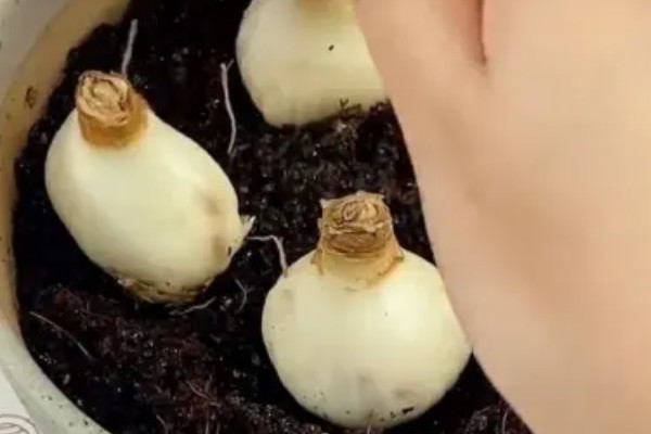如何水培水仙花,建议选择健康饱满扁平型状的品种