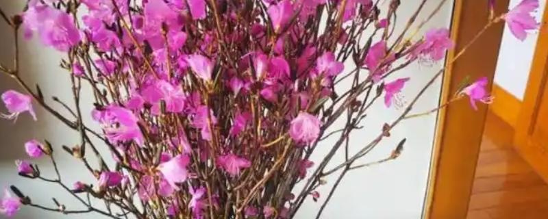 干枝杜鹃放哪种营养液，加入富含磷元素的营养液