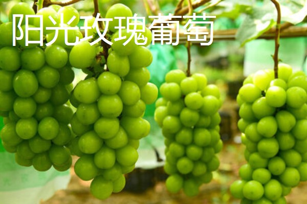 好的葡萄品种，有阳光玫瑰葡萄、夏黑葡萄等