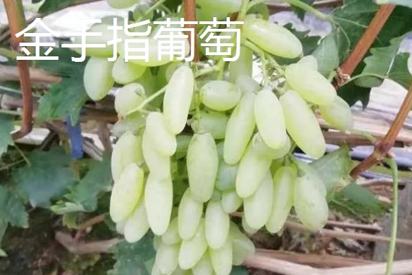 好的葡萄品种，有阳光玫瑰葡萄、夏黑葡萄等