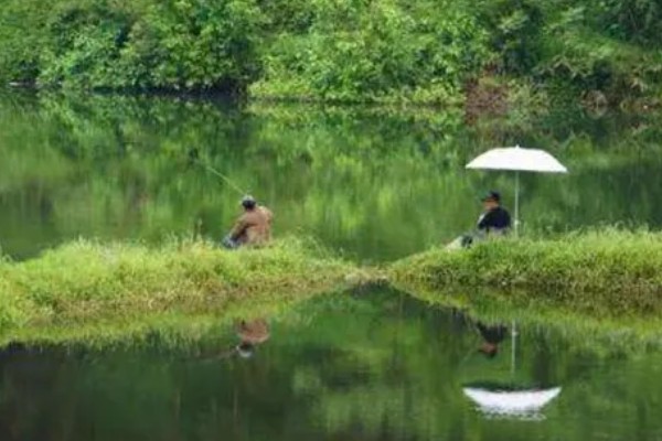 夏天早晨钓鱼怎样选择钓位，选择水草比较丰富的水域