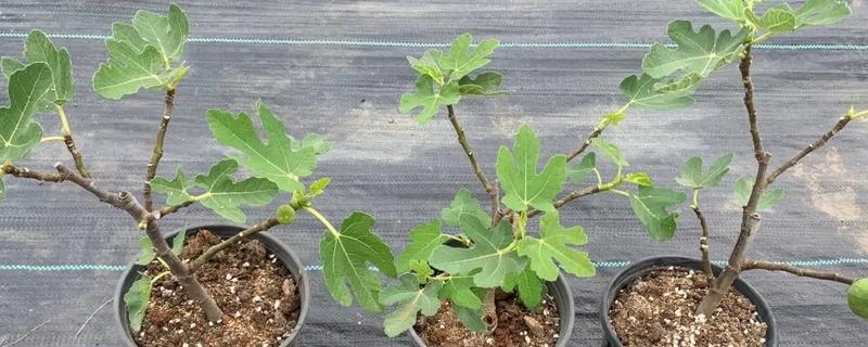 无花果的打顶方法，幼苗新梢长至30-50cm时打顶