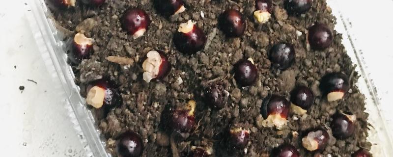 如何种植桂圆核，浸种4-6天后再播种