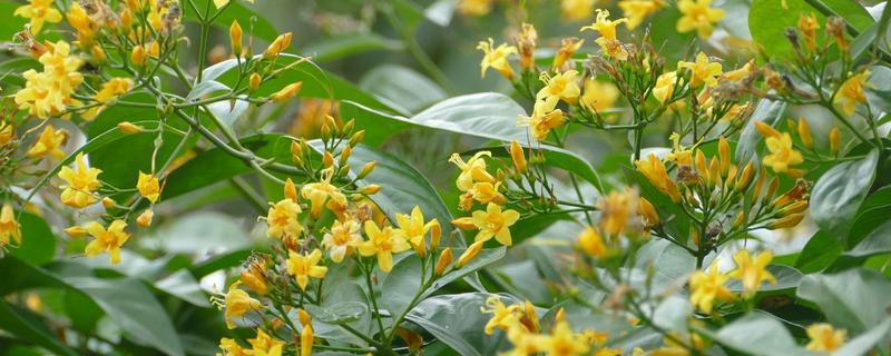 金钩吻的繁殖方法,主要采用插枝繁殖法