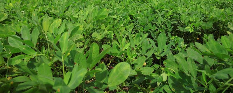 花生高产方法，适当摘心可提高产量