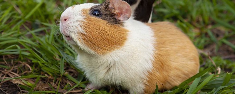 荷兰猪一直吃会不会撑死，不会出现被撑死的情况