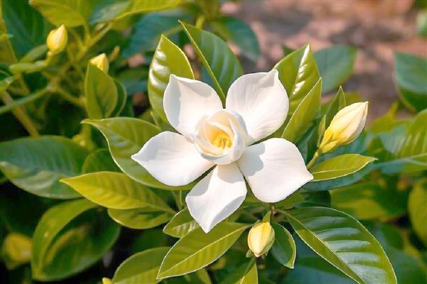 栀子花怎么保存，悬挂在干燥、高温环境中可制成干花