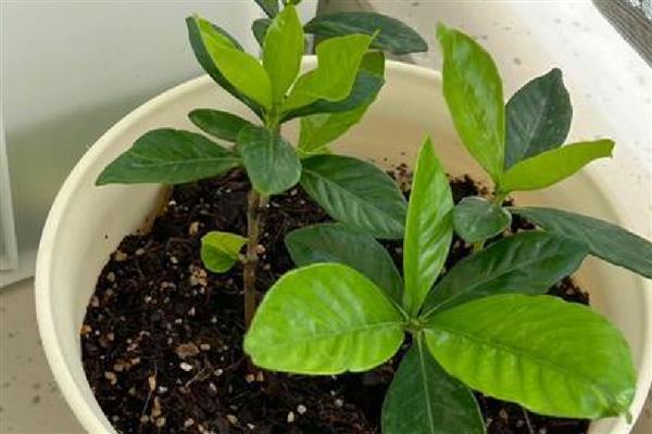 栀子花怎么保存，悬挂在干燥、高温环境中可制成干花