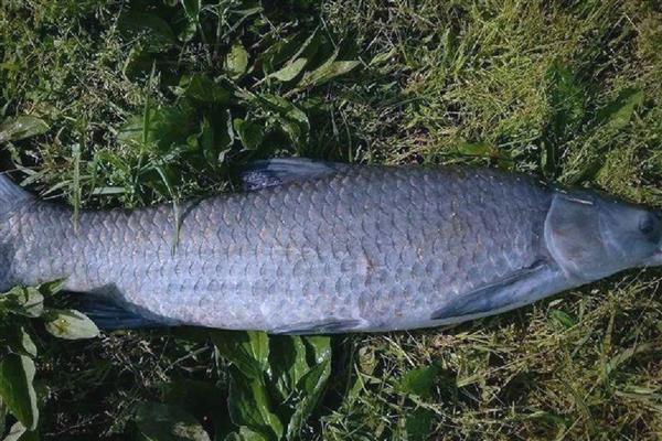 黑蚯蚓钓青鱼效果如何,黑蚯蚓能钓青鱼