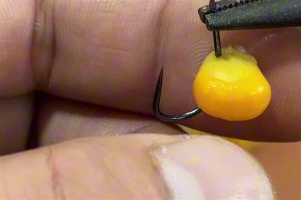 黑蚯蚓钓青鱼效果如何,黑蚯蚓能钓青鱼