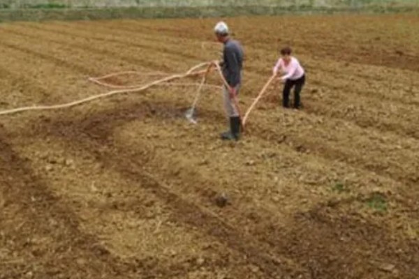 白菜怎样种植，一般是播种