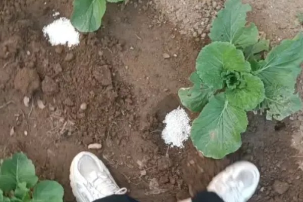 白菜怎样种植，一般是播种