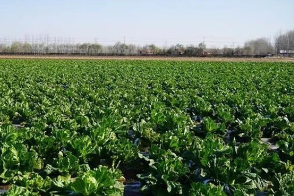 白菜怎样种植，一般是播种