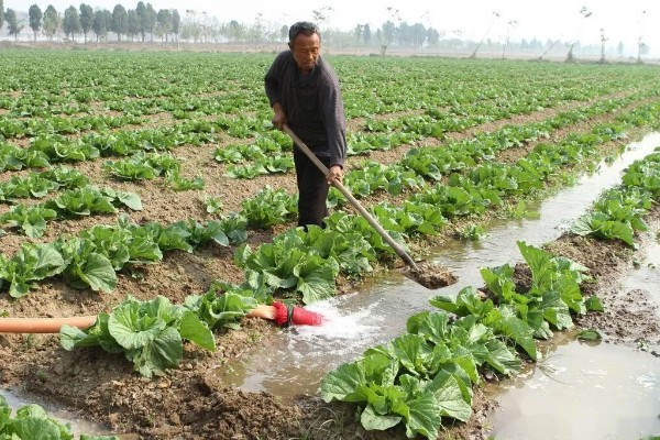 白菜怎样种植，一般是播种