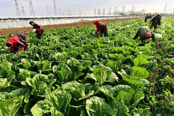 白菜怎样种植，一般是播种