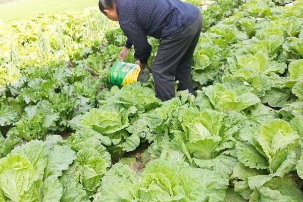 白菜怎样种植，一般是播种