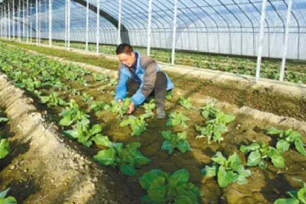 白菜怎样种植，一般是播种